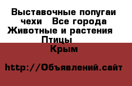 Выставочные попугаи чехи - Все города Животные и растения » Птицы   . Крым